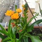 Ornithogalum dubium 花