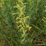 Thymelaea sanamunda Flower