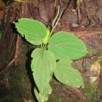 Peperomia syringifolia Leaf