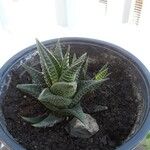 Haworthia limifolia Leaf