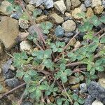 Trifolium scabrum 整株植物