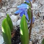 Scilla siberica Vekstform