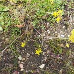 Sisymbrella aspera Hábito