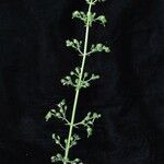 Scrophularia elatior Habitus