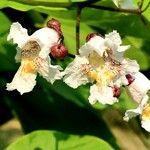 Catalpa ovata Квітка