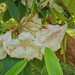 Rhododendron decorum Flor