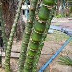 Bambusa tuldoides Kôra