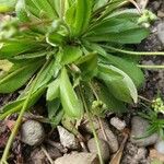 Androsace obtusifolia Likasa