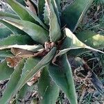 Agave salmiana Habitus