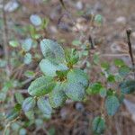 Rhododendron dauricum Листок