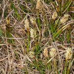 Carex caryophyllea Habit