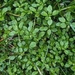 Stellaria apetala Blad