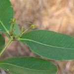 Syzygium × intermedium Hoja