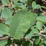 Amelanchier ovalis Blad