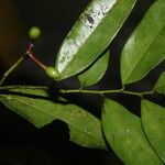 Guatteria dolichopoda Leaf