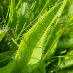 Pilosella aurantiaca पत्ता