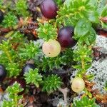 Empetrum nigrum Fruit