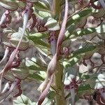 Himantoglossum hircinum Цвят