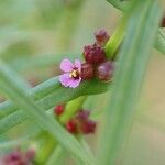 Ammannia coccinea Blomma