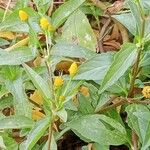 Acmella uliginosa Flower