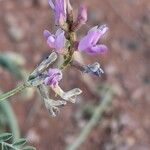 Astragalus missouriensis Цветок