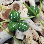 Diplocyclos palmatus Fruit