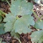Ranunculus lanuginosus Leht