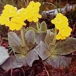 Primula auricula आदत