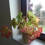 Begonia sutherlandii برگ