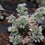 Artemisia schmidtiana Pokrój