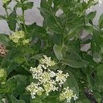 Lepidium draba 整株植物