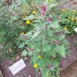 Atriplex hortensis Облик