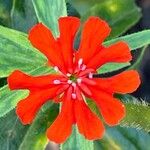 Silene chalcedonica Flower