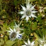 Eryngium heterophyllum Fiore