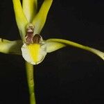 Maxillaria endresii Bark