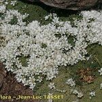 Arenaria tetraquetra Tervik taim