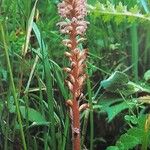 Orobanche minor Квітка