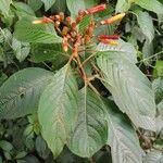 Hamelia patens Blad