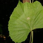 Vitis tiliifolia List