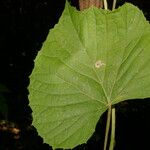 Vitis tiliifolia Blatt