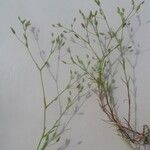 Sabulina tenuifolia Yaprak