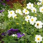 Bidens aurea Flower