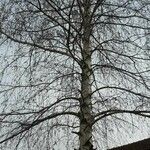 Betula populifolia পাতা