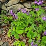 Phacelia bipinnatifida Flor