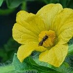 Cucumis engleri Λουλούδι