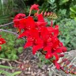 Crocosmia aurea Flor