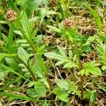 Valeriana dioica Habitus