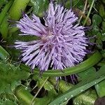 Cirsium acaule Virág