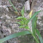 Carex folliculata