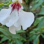 Impatiens tinctoria Цвят
